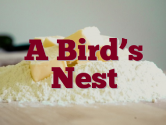 A Bird’s Nest